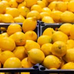 Boxes of lemons on a supermarket display. Fresh citrus are on the shelf in the store. SSUCv3H4sIAAAAAAAACpySwW7DIAyG75P2DhHnRkohaZK+SrWDA7RBpVAB6TRVffcZSCp23S3+bP/2j/P8/KgqMoFXnByrZ4wwVlovPjgIyhrEzW7lThohXUkejh2aEoAqIylUsE6BLuEEgc8GbhKhWbSO+JWSxAcIi5c+7rIiDkFeUCPDt0Re+JTjakukJHZgipBdwfwyJbahLP6vzvzx9TZ8kYb/pIULI05qCdnIKZeS63eQ7lZag0UoW7h6WA46FrBCCdQdHPzpuzvFlbkUxIY53WVT4nYxwcWt3maItvYOk46vfsYxcuMzeI/lYuPFbI5/gb0Vc4wNydOqSgQeJ4Z7xtqRDnToaN/27UD3a0E+6KxQJ62zCWHMr0qUrlTcgNBRADsIWvOpb+q2k309TEzWoum6rmcj358p3uL1CwAA//8DACtniGK5AgAA