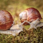 Helix pomatia also Roman snail, Burgundy snail, edible snail or escargot, is a species of large, edible, air-breathing land snail, a terrestrial pulmonate gastropod mollusk in the family Helicidae.