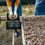 Farmers packing fresh snails for sell into the boxes on a farm with snails, close-up with no face