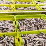 sardines fish in a box with ice in a fishmonger.